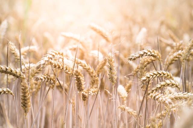 HD2Tx's tweet photo. Climate change is no joke. It will impact the food supply. Learn more about the effects of climate change and how it can lead to decreased yields of corn, soy, and wheat: #clilmatechange https://t.co/34UmLqf11U https://t.co/uP1y5NKpgI