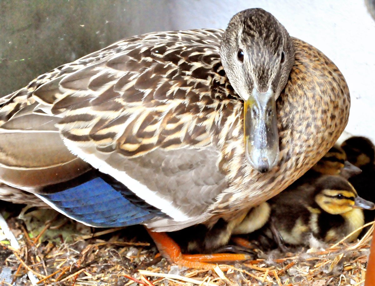 THX 4 FOLL RT Like👉shop.kusera.de👈<a href="/FelicPalma/">Felic Palma</a> <a href="/RebeccaLMahan/">Rebecca L. Mahan</a> <a href="/ursobuursula1/">❣️Ursula❣️</a> <a href="/BeatriceLacy/">Beatrice Lacy</a> <a href="/Kleidergroessen/">@kleidergroessen.bsky.social 👗👖👔👠👟📏</a> <a href="/RogelioGalvn2/">Rogelio Galván 🇩🇪🇲🇽</a> <a href="/yoga_and_more/">Jörg Rainer</a> <a href="/Zaubermaus57/">Reginas Tierrettung Preveza Griechenland 🐱</a> <a href="/ohioantique/">Ohio Antique</a> <a href="/PSeabra52/">Parrot seabra52</a> <a href="/PropExpIndia/">Property Express India</a> <a href="/mingberg/">Mike Ingberg</a> <a href="/petra_hartwig1/">Brocken NFT.community</a> <a href="/ClockworkHamma/">Clockwork Hamma</a> <a href="/TheEndOfJAPAN1/">Vail : ヴェイル (The End Of Japan)</a> <a href="/johann_boresch/">Johann Boresch</a> 🐻😃🍀