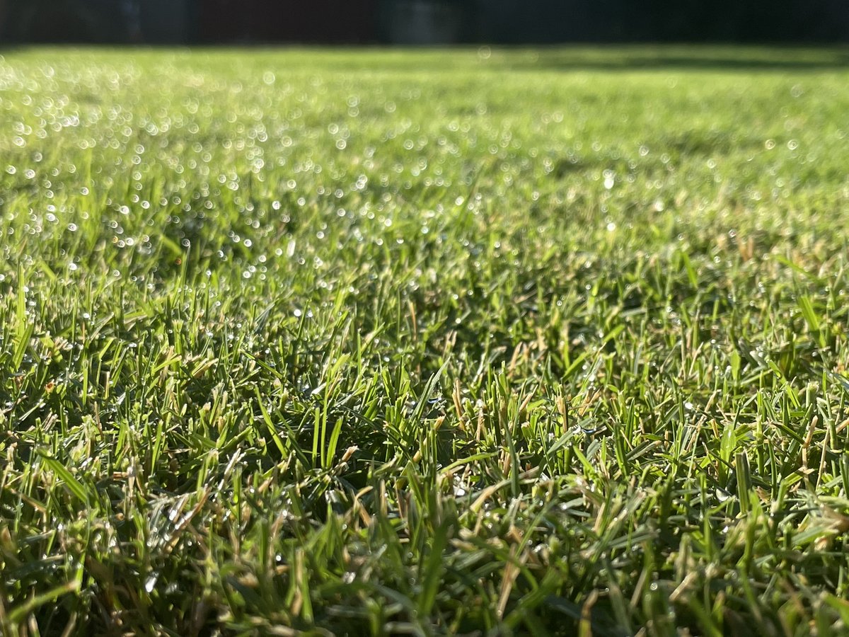 BurbyCottis's tweet photo. Took the day off. Starting the morning with appreciating the dew on my lawn. (NOT a euphemism) #OldManThings https://t.co/IWP3SLjGT8
