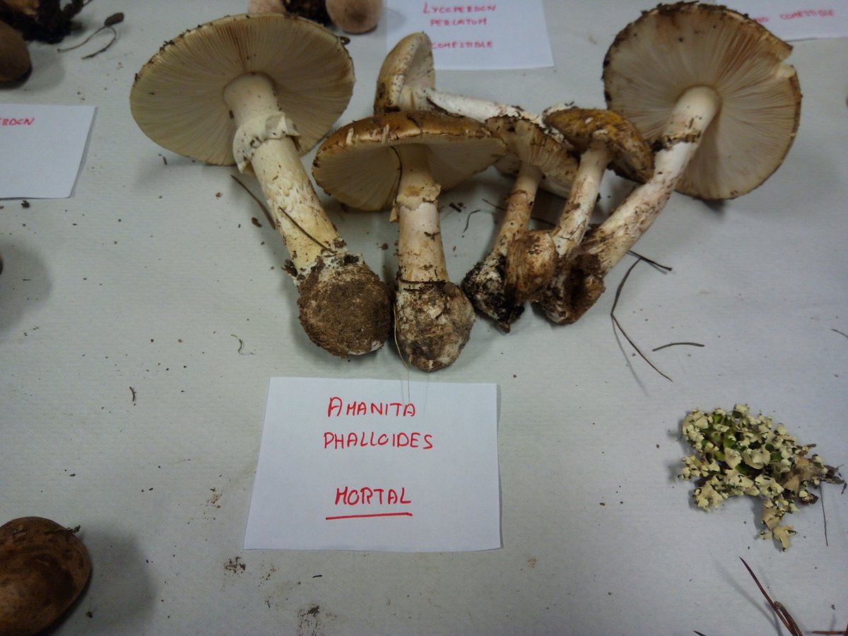 SporeWorld's tweet photo. También llamada oronja verde, canaleja, hongo de la muerte, oronja mortal y cicuta verde, a ojos inexpertos es muy parecida a algunas que son comestibles, por lo que se han dado casos de envenenamiento accidental. https://t.co/gjotdu33Yz