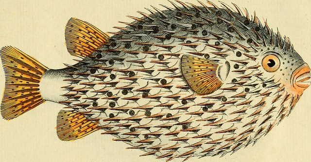 openculture's tweet photo. Two Million Wondrous Nature Illustrations Put Online by The Biodiversity Heritage Library 

https://t.co/tBuWgBa98A https://t.co/HD5xJVy6d7