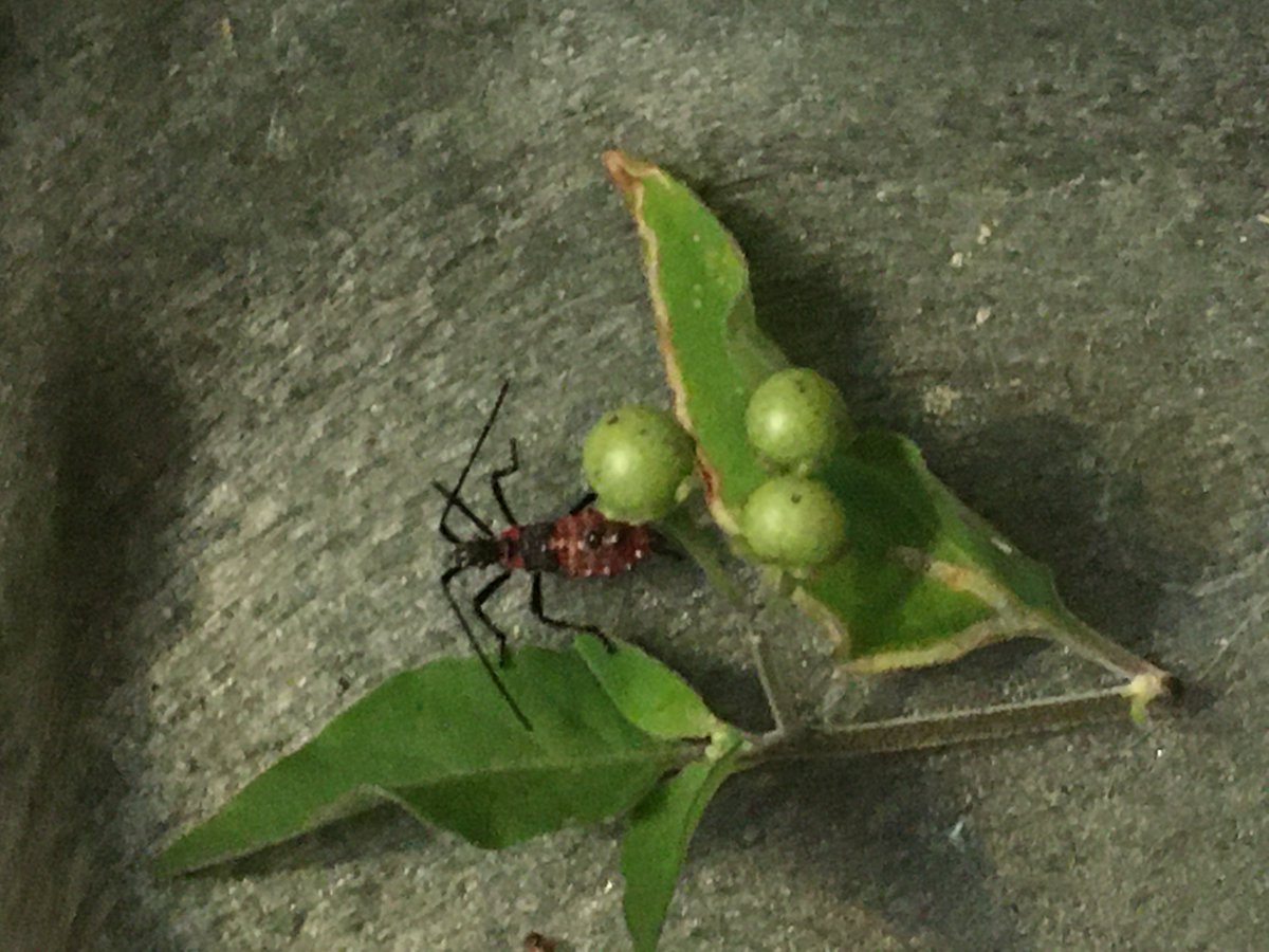 invalid_ghost's tweet photo. I caught 2 of the leaf-footed bug nymphs and I'm gonna keep them as pets for a while so I can watch them grow into adults. I might release them back into my backyard- or maybe not since they're pests to my garden... Eh, we'll see. https://t.co/8kJOGeojxB