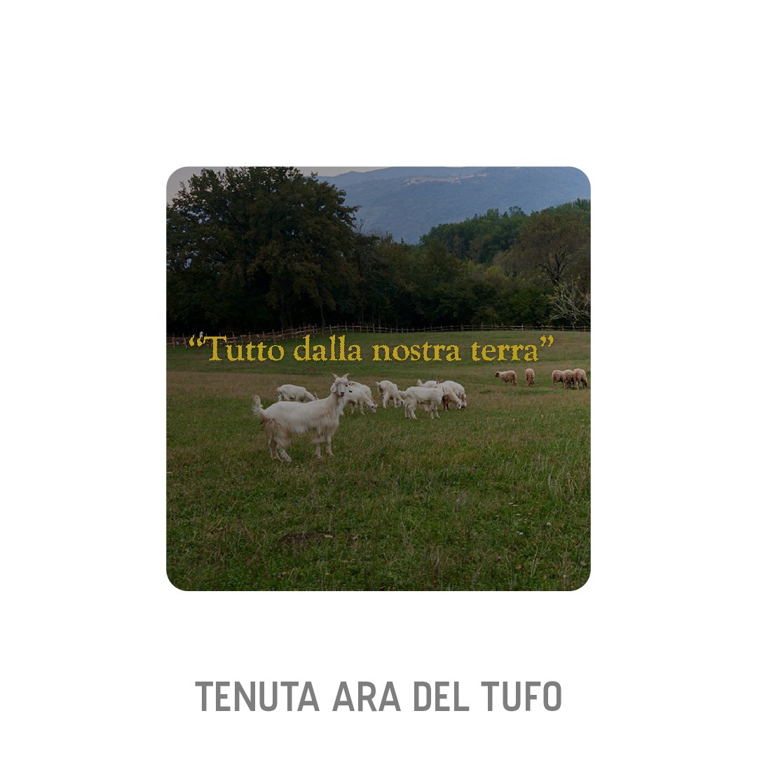 🔹Tenuta Ara del Tufo 
57 sottoscrizioni; 02 da finalizzare; 415.000€
#startup #equity #crowdfunding 
starsup.it/offerte/tenuta…