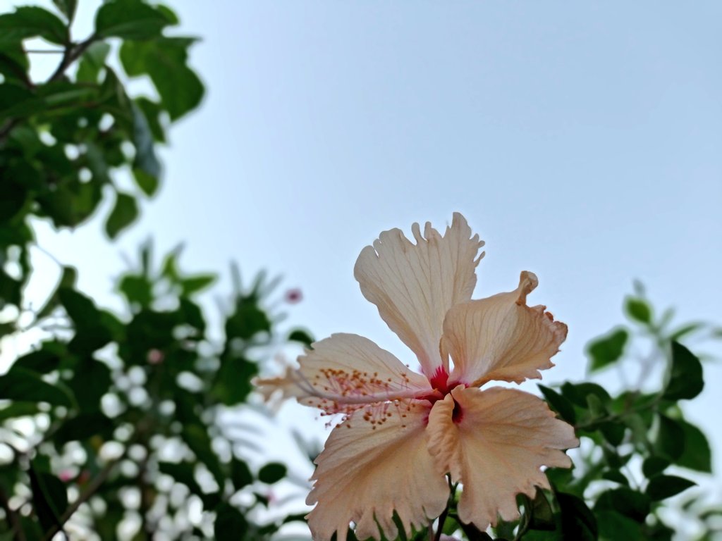 White Jaba 🤍
#rooftopgarden #flower #photo #photography #Dhaka #Bangladesh