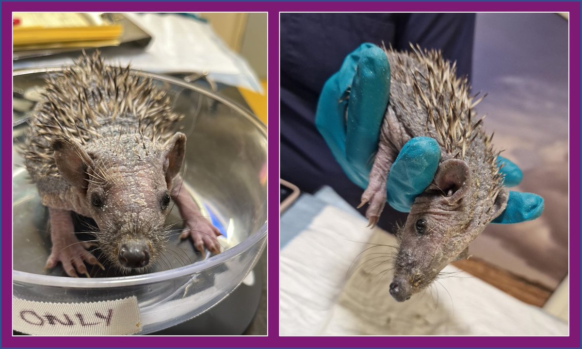 PrideVets's tweet photo. Quasimodo was suffering from a heavy infection of ringworm &amp; lost most of his prickles. He required medicated baths &amp; oral medication. Now he is clear of ringworm he will stay with one of our student nurses to continue his care until he is recovered enough to be released https://t.co/zxwof4khbo