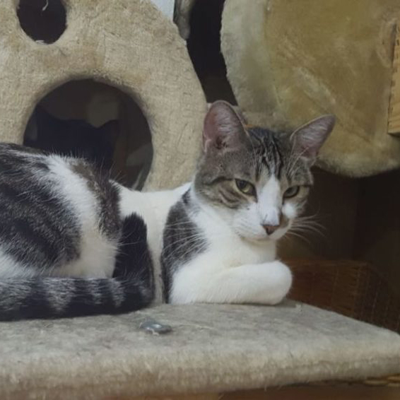 Tyrion 🐱 fue acogido siendo muy pequeñito, junto con sus dos hermanos. Le costó mucho adaptarse a pesar de ser un bebé.
Tras varios años esperando a ser adoptado, se ha vuelto un gato cariñoso y juguetón.
#Adóptalo en @protectoralara en #Madrid + info 👇 bit.ly/3aaaplZ