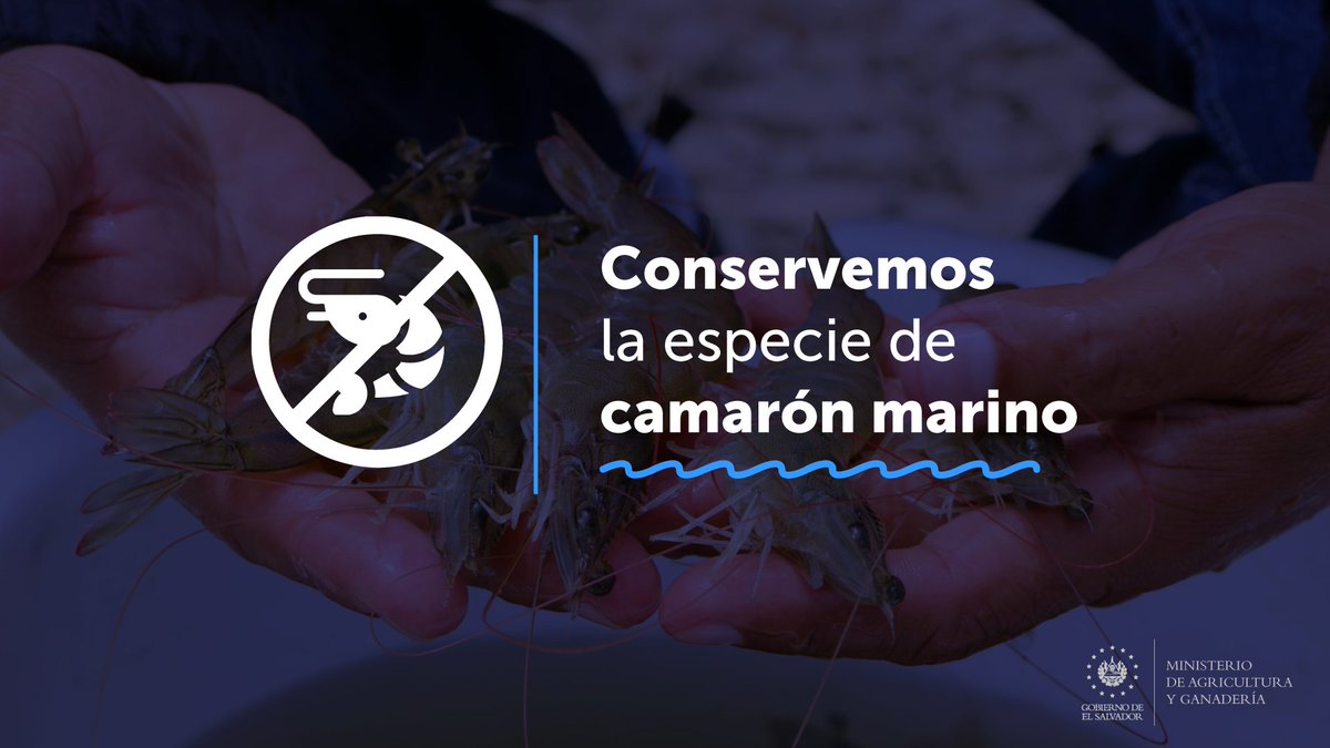 AgriculturaSV's tweet photo. Cuida el ciclo de reproducción del camarón marino, es importante para lograr una pesca sustentable y que en el futuro no haya escasez. Recuerda, la veda es hasta el 2 de noviembre. #ConservemosLaEspecie https://t.co/PdX4hpaDYE