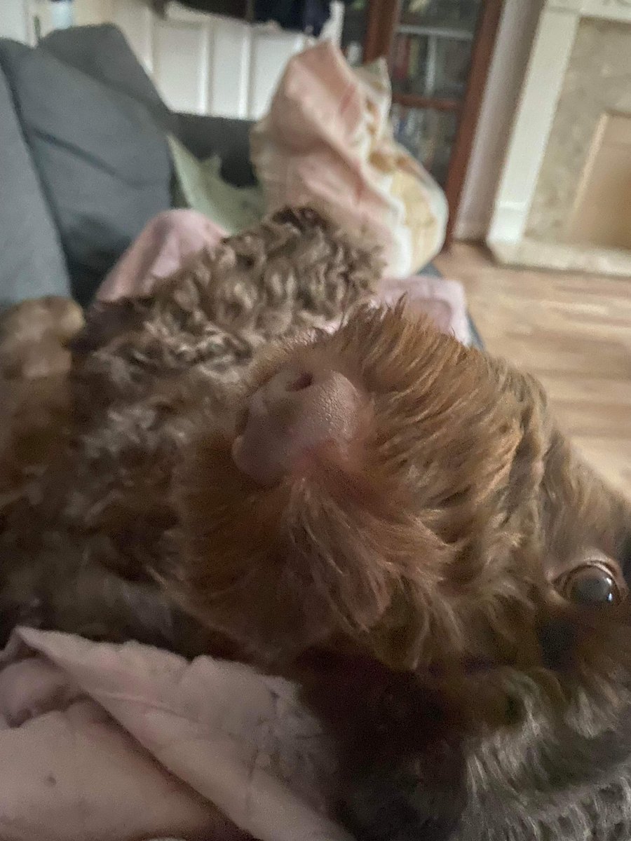 waltercockapoo tweet media