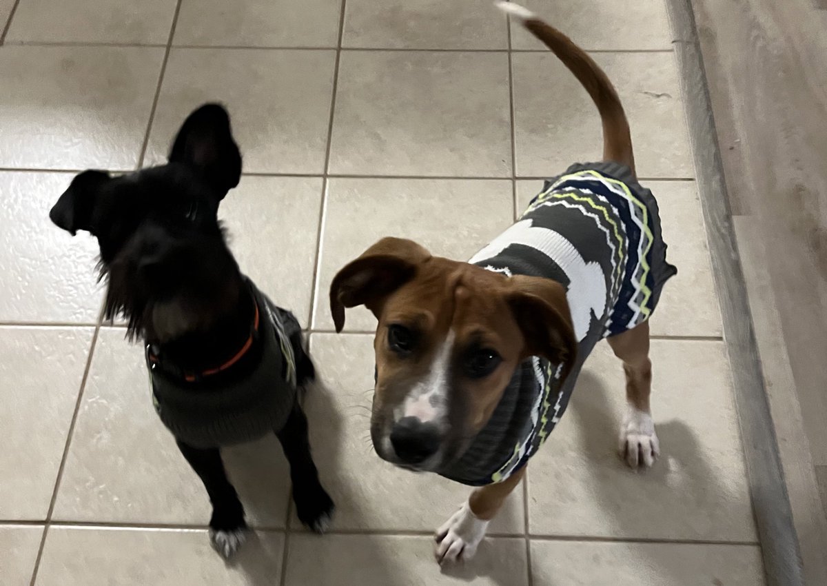 ApolloLovesFun's tweet image. Happy Friday from @meatball_pup and me! #FridayVibes #DogLover #SchnauzerGang #theycallmemeatball