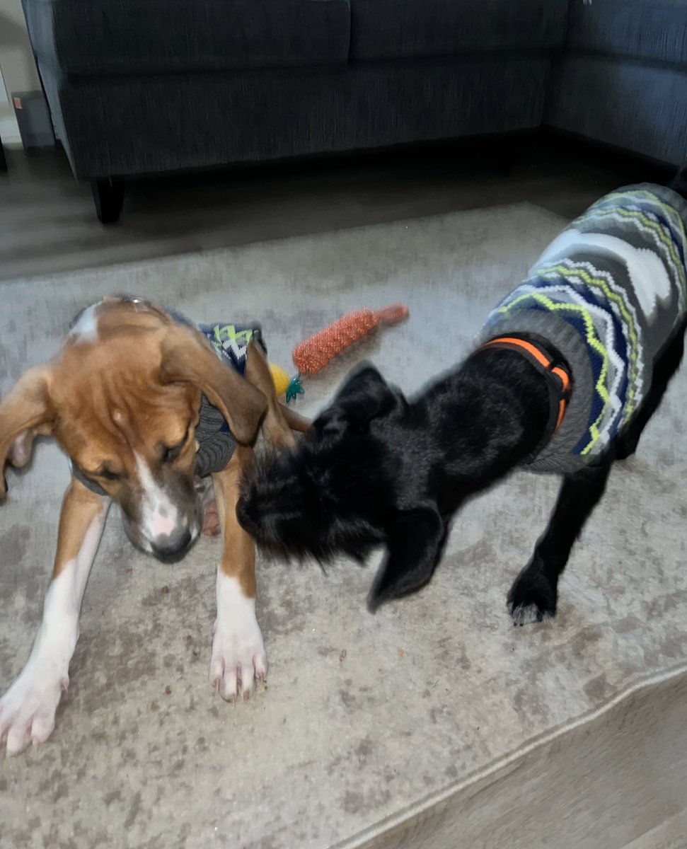 ApolloLovesFun's tweet image. Happy Friday from @meatball_pup and me! #FridayVibes #DogLover #SchnauzerGang #theycallmemeatball