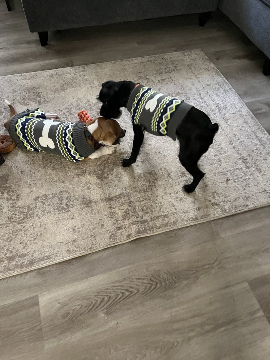 ApolloLovesFun's tweet image. Happy Friday from @meatball_pup and me! #FridayVibes #DogLover #SchnauzerGang #theycallmemeatball