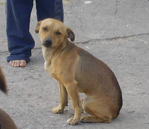 jgpigmeu's tweet photo. To make my nouns I was inspired by caramelo a famous dog here in brazil! 
@thenounsquare 
 
@nounsdao 
 
@NounsInRio 
 
@nounsbr https://t.co/hTqlmSFcmw