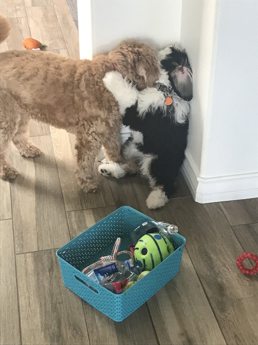 kim_starsoul's tweet photo. Kona and Cali at it again. I look like a rabbit in this photo! 🐰❤️🐶
https://t.co/CbjC0gmo6V
kt4paws@yahoo.com
Mobile: 760-484-3630
#sisters #sisterlove #dog #dogs #doglife #doglovers #tellingtouch #wellnessconsultation #animalconsultation #naturalhealing #wisdom #Ttouch https://t.co/CPgFEF4tkj