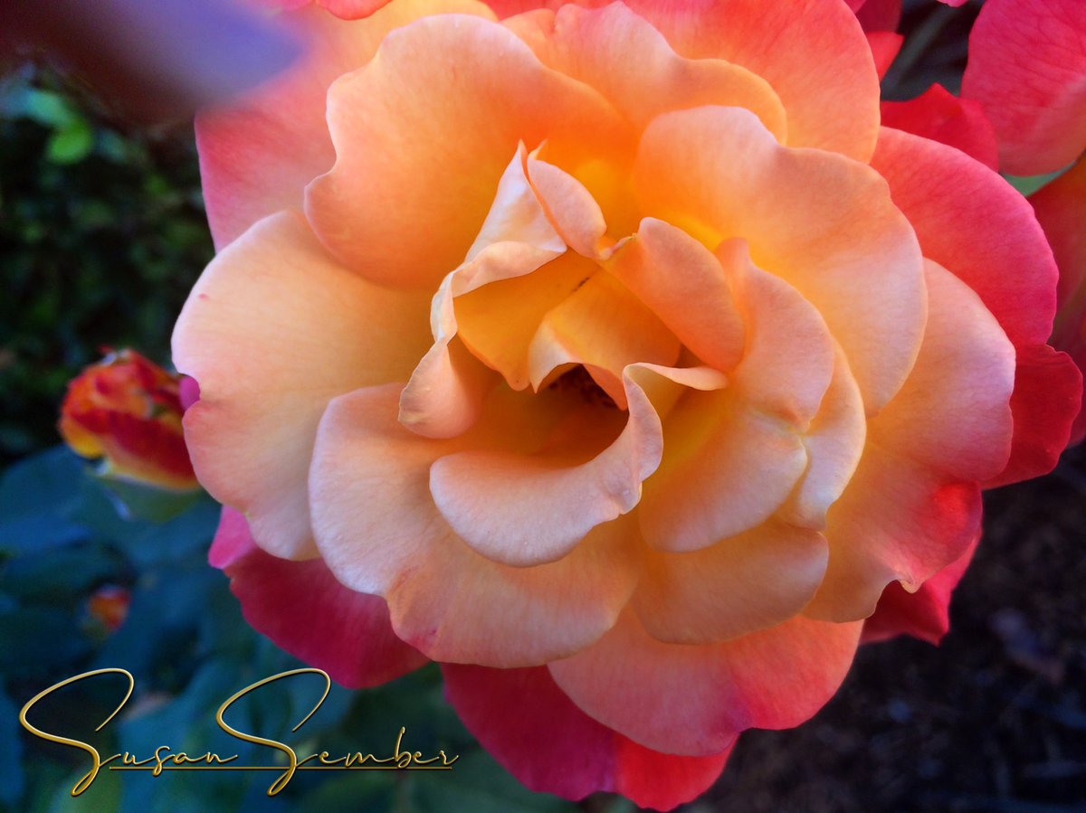 SusanSember's tweet photo. The most beautiful encores in life often happen unexpectedly. I have seen this repeatedly in my creative endeavors, as well as, my personal life. Just as similar, are the roses of Fall that bloom once more. https://t.co/PT1XS5wN9M 
#encore #roses #fallroses #californiaroses #film https://t.co/vJtVjFIzly