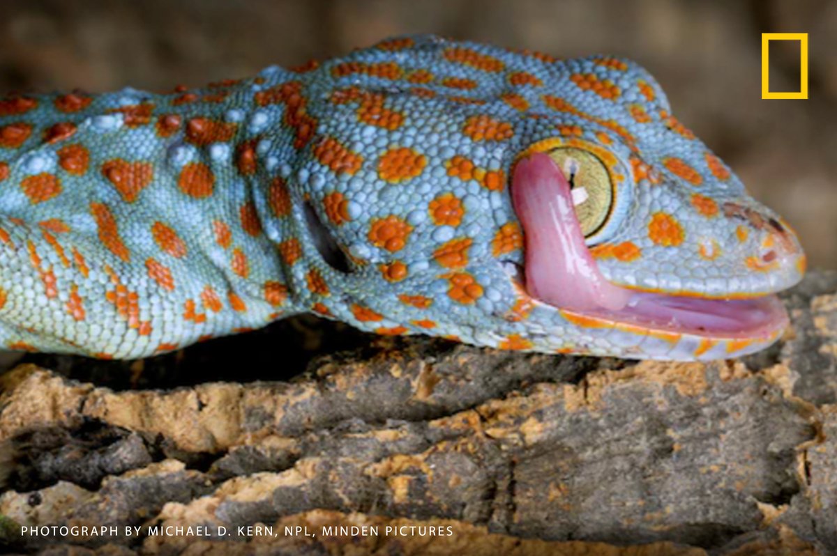Many geckos—including Asia’s tokay gecko—can’t blink. Have the kids guess how these reptiles keep their eyes moist and clean: #ReptileAwarenessDay on.natgeo.com/3eTUM9x