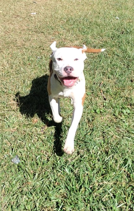 My pups🥰🥰🥰🥰 https://t.co/Nhb1BELEA3<a href="/tag/helpothers"class="tags"><span>#helpothers</span></a><a href="/tag/giveback"class="tags"><span>#giveback</span></a>