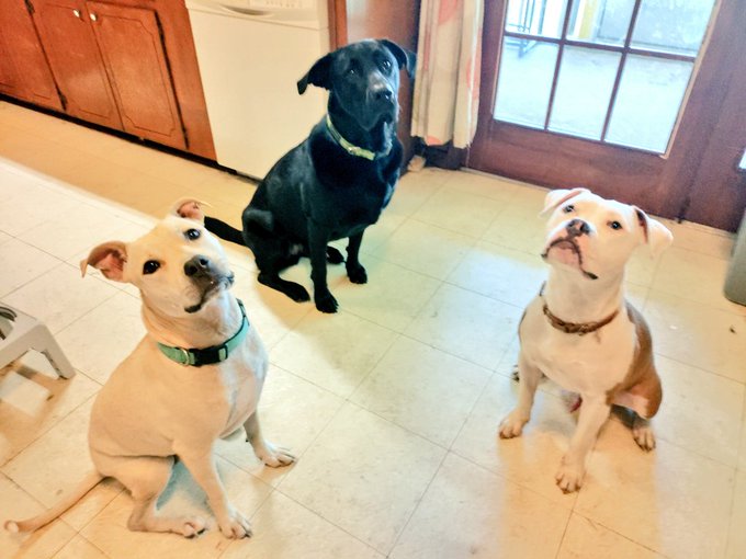 My pups🥰🥰🥰🥰 https://t.co/Nhb1BELEA3<a href="/tag/helpothers"class="tags"><span>#helpothers</span></a><a href="/tag/giveback"class="tags"><span>#giveback</span></a>