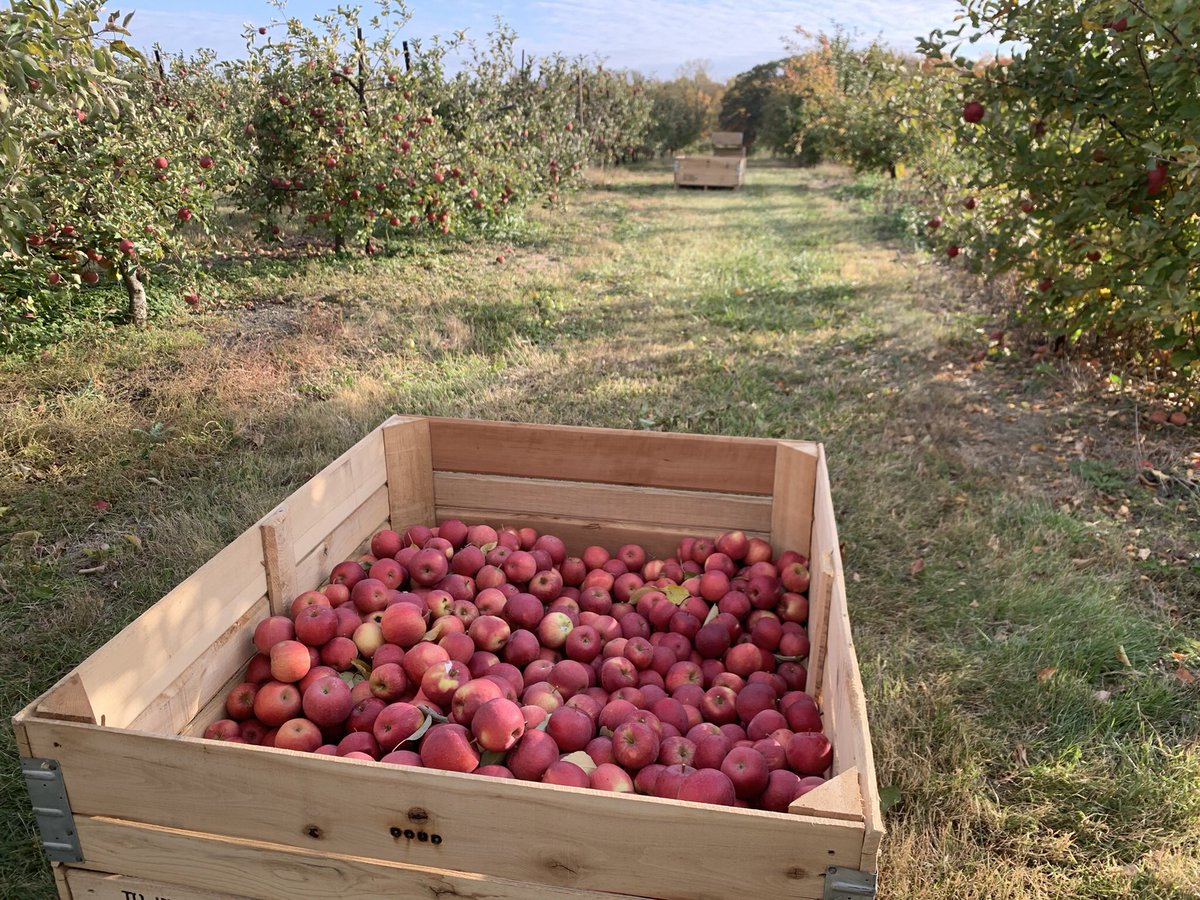 EverCrisp®️- best apple in the WORLD! We are harvesting now.  #evercrisp #evercrispapples #MAIA #twentyfirstcenturyapples #anappleaday #indianagrown #visitwabashcounty #goldrushapples #daviddoudscountylineorchard #locallygrown