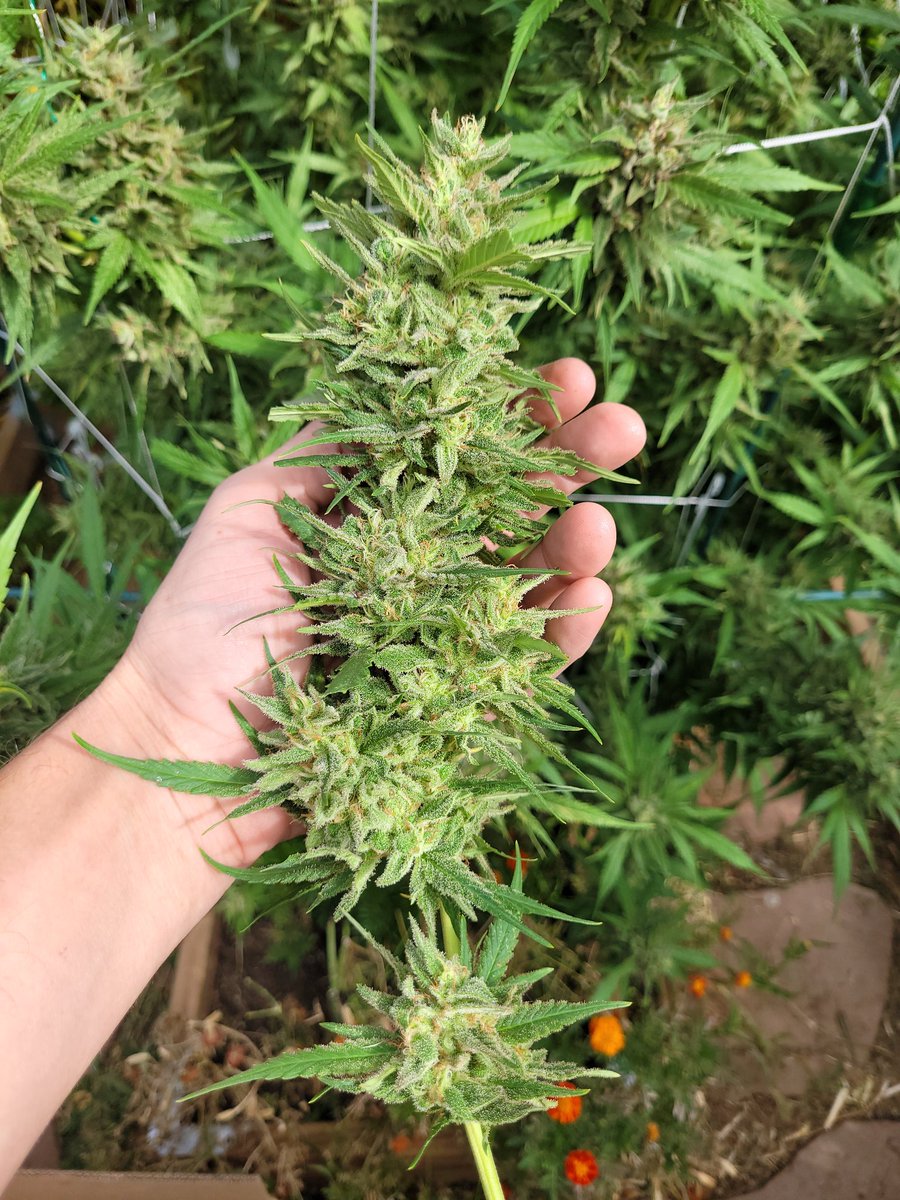 StoneyJake_G's tweet photo. Ken'sGDP x BossHogg lvl1 tester ended up being 20.5oz total(1 plant!) after a curing a few weeks.
Smells fruity/berries. Very fluffy stuff, 1 bucket is usually 12oz but only 7oz of this stuff. Great upbeat high even though it's 30%+ amber 🤷‍♂️👍 https://t.co/An0iIElxgo