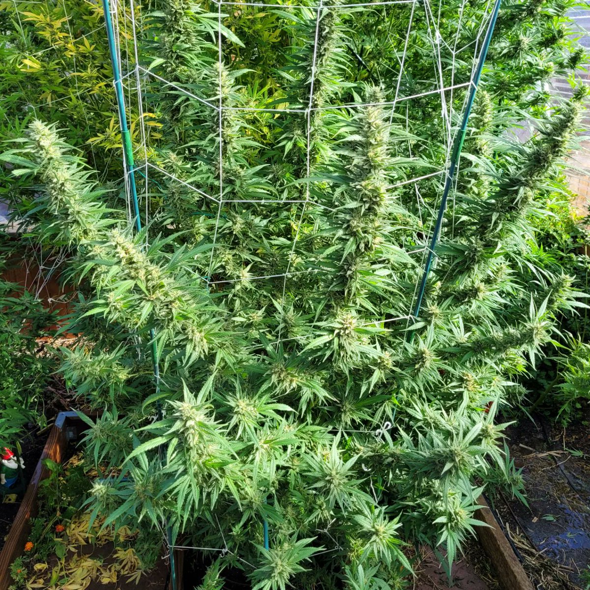 StoneyJake_G's tweet photo. Ken'sGDP x BossHogg lvl1 tester ended up being 20.5oz total(1 plant!) after a curing a few weeks.
Smells fruity/berries. Very fluffy stuff, 1 bucket is usually 12oz but only 7oz of this stuff. Great upbeat high even though it's 30%+ amber 🤷‍♂️👍 https://t.co/An0iIElxgo