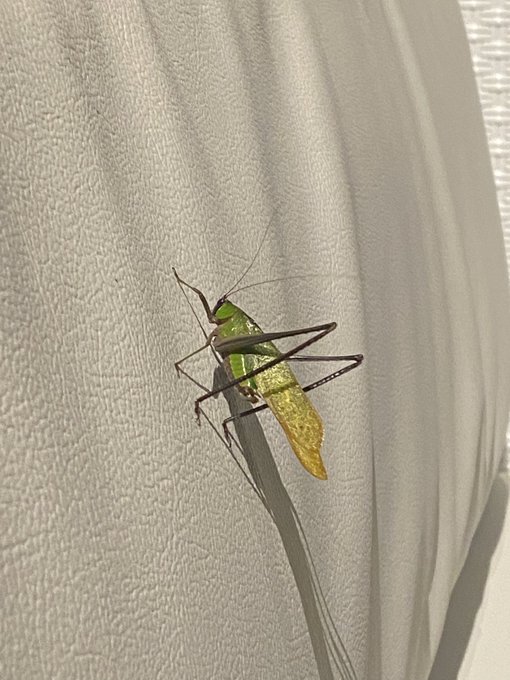 🦂🦎🦗🐸 https://t.co/YES4i5zLeh<a href="/tag/mvsales"class="tags"><span>#mvsales</span></a>