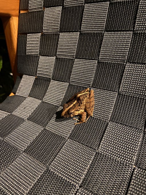 🦂🦎🦗🐸 https://t.co/YES4i5zLeh