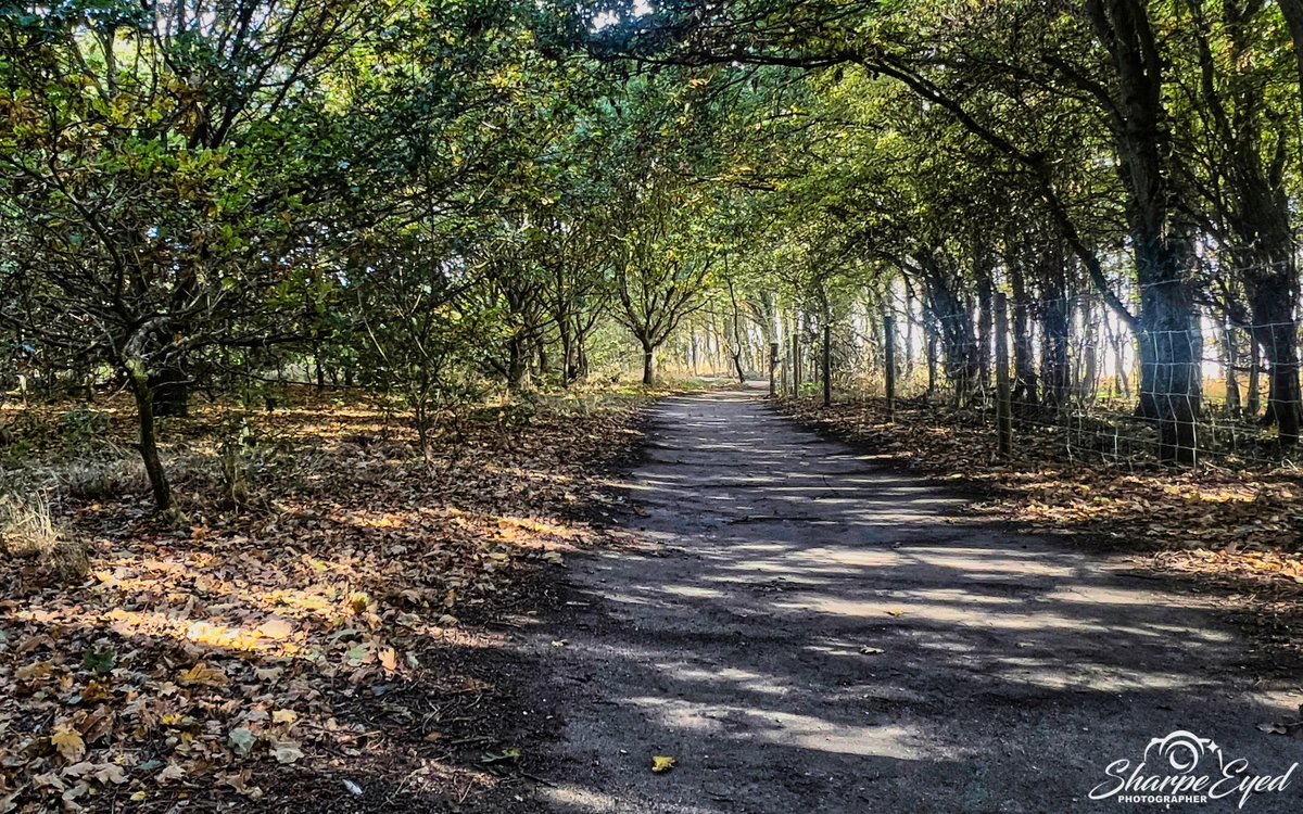 Walk in the woods!! #countryside #Autumn #AutumnVibes #treesome #trees #nature #NaturePhotography #hikingadventures #photo #photography #shadows