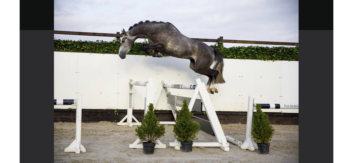 Jay Tiger Halim tweet media