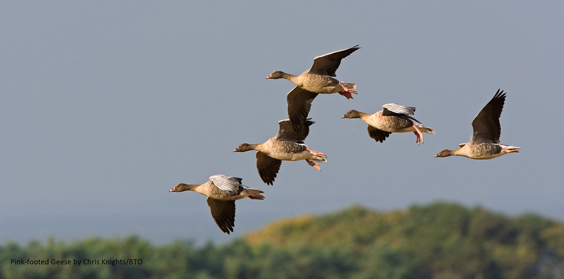It's the first Icelandic-breeding Goose Census (IGC) count this weekend!! Find out more at: bto.org/gsmp where you can also register to log your counts of Pink-footed and Icelandic Greylag Geese at their roosts. #GSMP_UK