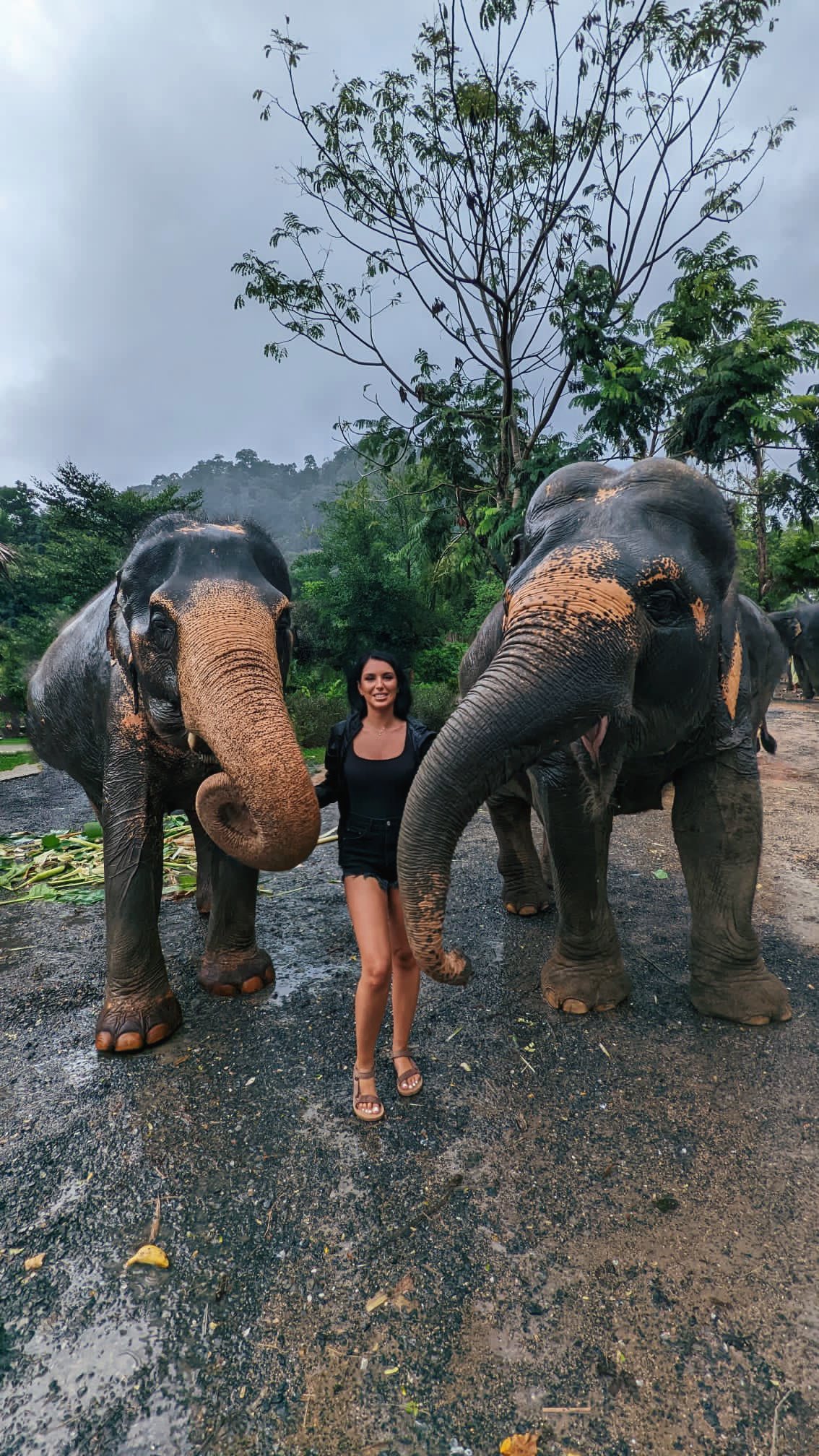 Aleksandra Huk on Twitter "I went to an elephant sanctuary. After