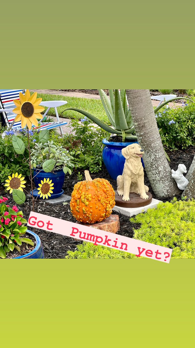 TimSamsTravelUS's tweet photo. Do you have a #pumpkin yet? I got me a warty one! #viera #vieraflorida #visitflorida #garden #gardenpatch https://t.co/4eDjuOQAaG