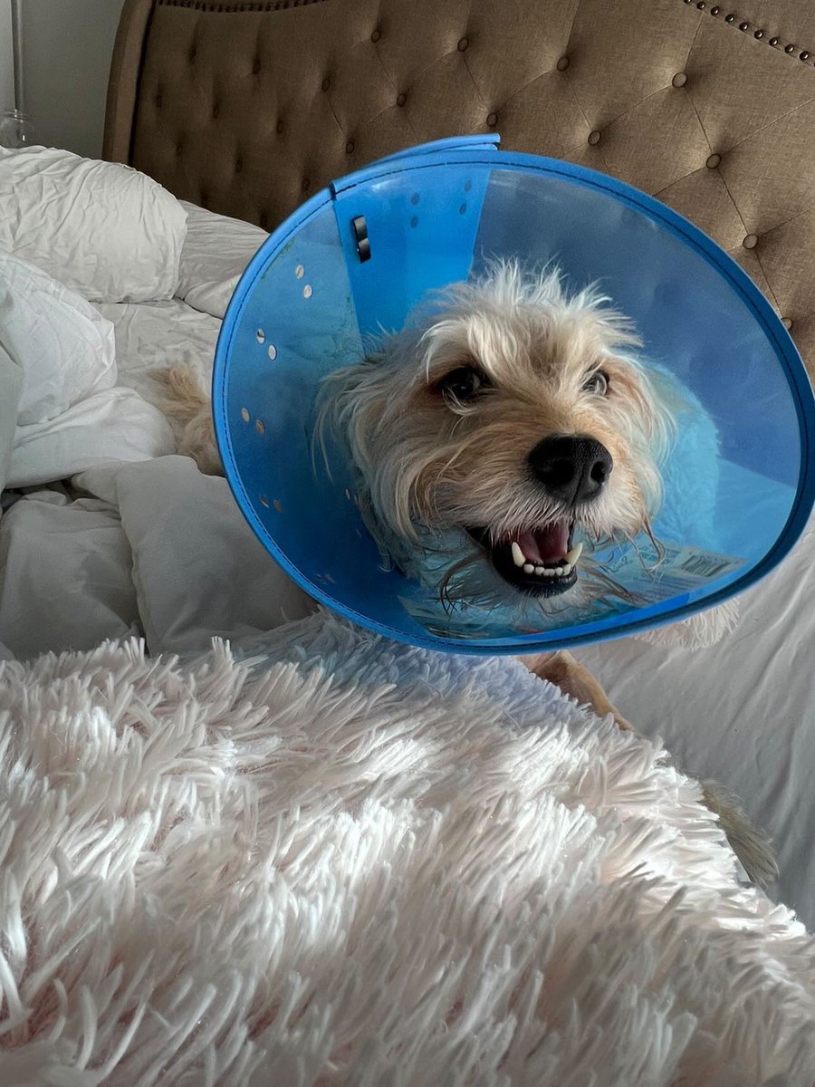 This is Benny. He saved his human from a rattlesnake, but got three bites in the process. Needed emergency care to treat his wounds and medication to help him heal. We've covered the remainder of his care and are happy to report this little hero is healing up well. 14/10