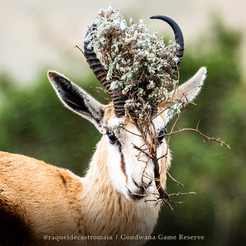 EAD IN THE CLOUDS | South Africa's national #animal the #Springbok captured here wearing a #fynbos crown, almost as though he was trying to shelter himself from the #summer #rain! Or maybe he likes to make his herd chuckle?​ How would you caption this?​ 📸 @raqueldecastromaia