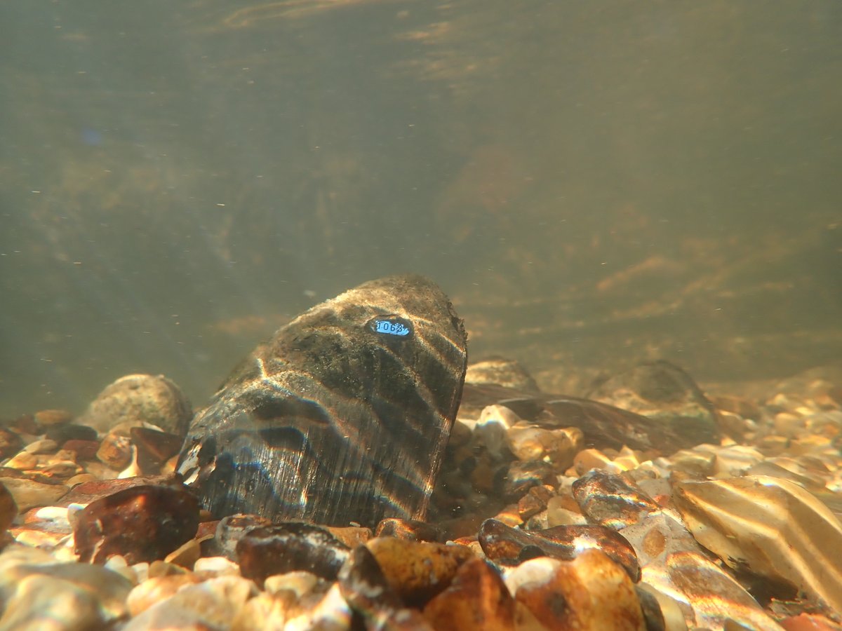LaWildlifeFed's tweet photo. The Louisiana pearlshell has declined by 80 percent over the last 25 to 50 years. The Recovering America's Wildlife Act, before the U.S. Senate, will afford needed help to restore these creatures' populations. Learn more: https://t.co/YDgFnM39Ir #Pearlshell #LWF #RAWA https://t.co/amNXPuMlGo