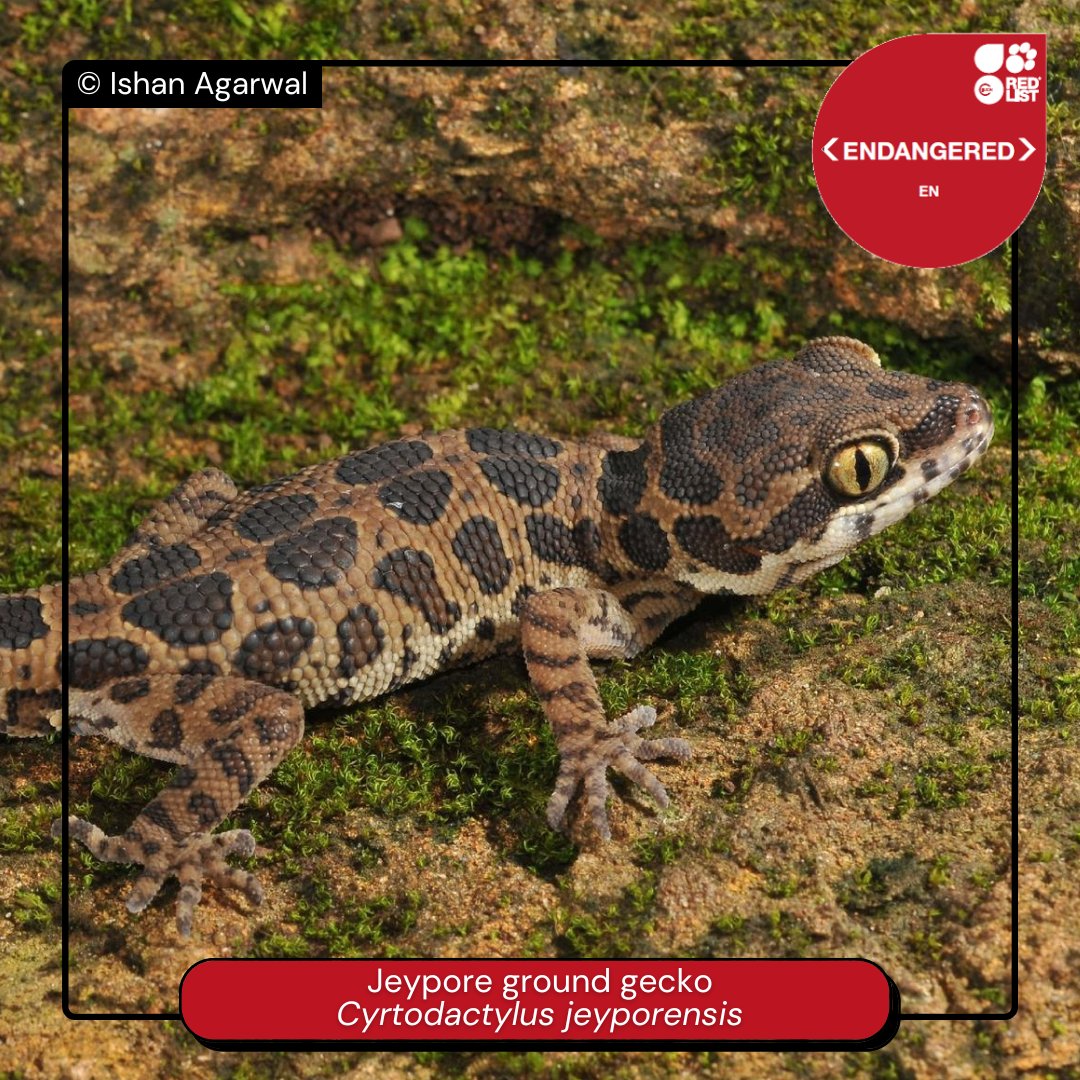ProtectSpecies's tweet photo. The Jeypore ground gecko was first described in 1877 and previously considered extinct. It was rediscovered in 2010 in the Eastern Ghats of India, but the #nocturnal lizard is Endangered due to severe threats to its habitat. #Midnights 5/ https://t.co/HA8sxjpVma