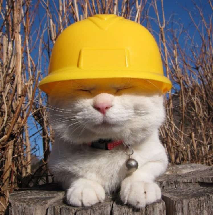 mp2koop's tweet photo. @cgd0nztah @yanipir Construction cat https://t.co/qrLjk1zlk8
