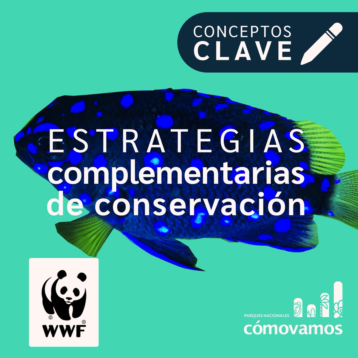ParquesComoVan's tweet photo. #ConceptosClave
Junto con nuestro miembro aliado @WWFColombia les contamos hoy sobre Estrategias Complementarias de Conservación en estas entregas que hacen parte del glosario que construimos en #ParquesCómoVamos
🧵 https://t.co/wuKpUyi2t9