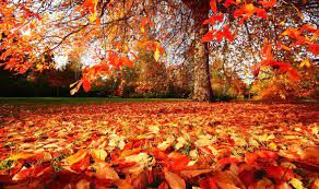 OPABL_N's tweet photo. Hi Everyone!

We have made it! Thank you all for an amazing first half term!
Have a lovely, well deserved break and we will see you on the 31st! https://t.co/mu661o5hq9