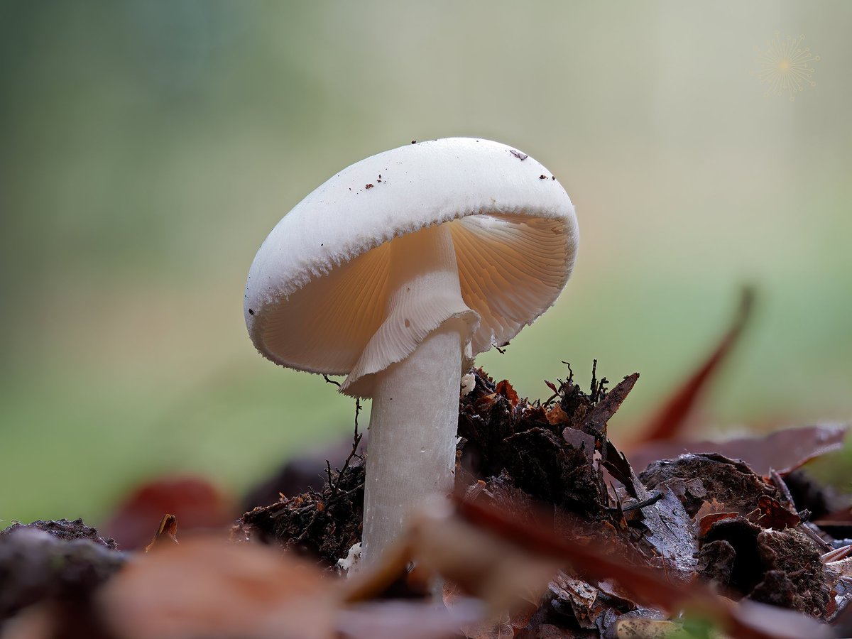 How can something so beautiful be so deadly..? Amanita virosa - Destroying angel #mycology #mushroomtwitter #allthingsfungi #biodiversity