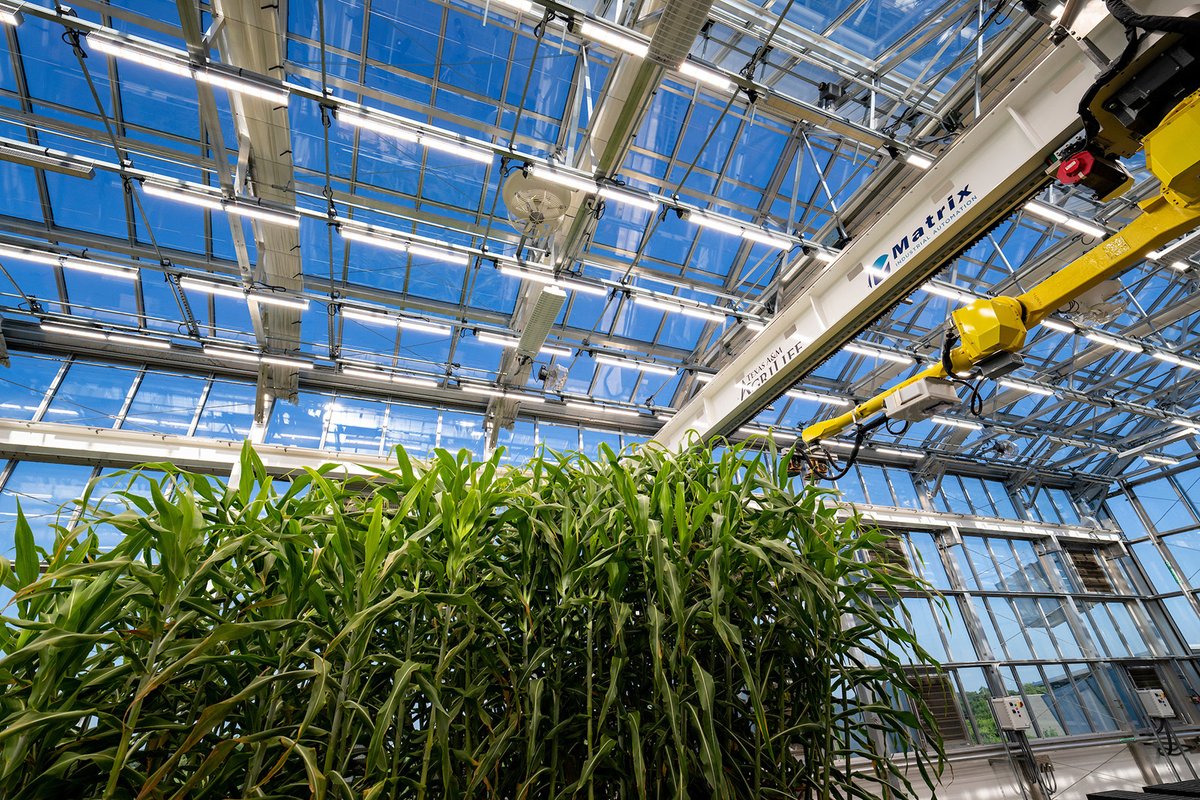 Texas A&M AgriLife Research (@txresearch) on Twitter photo State-of-the-art robotics, remote sensing, high-throughput phenotyping🌱— #AgriLifeResearch has launched its multi-million dollar Automated Precision Phenotyping Greenhouse at <a href="/tamu/">Texas A&M University</a> with <a href="/txextension/">Texas A&M AgriLife Extension Service</a>, <a href="/aglifesciences/">TAMU College of Agriculture & Life Sciences 👍</a>, <a href="/AgriLife/">Texas A&M AgriLife</a> and <a href="/tamusystem/">Texas A&M System</a>! Read more: tx.ag/greenhouseopen… State-of-the-art robotics, remote sensing, high-throughput phenotyping🌱— #AgriLifeResearch has launched its multi-million dollar Automated Precision Phenotyping Greenhouse at <a href="/tamu/">Texas A&M University</a> with <a href="/txextension/">Texas A&M AgriLife Extension Service</a>, <a href="/aglifesciences/">TAMU College of Agriculture & Life Sciences 👍</a>, <a href="/AgriLife/">Texas A&M AgriLife</a> and <a href="/tamusystem/">Texas A&M System</a>! Read more: tx.ag/greenhouseopen…