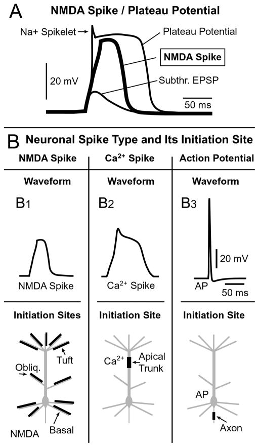 DrYohanJohn's tweet photo. A spike is an all-or-nothing event... only if you completely ignore the wacky stuff happening in the dendritic tree. :P

https://t.co/1ukNiWbgbD https://t.co/ieHrA2Dr1T