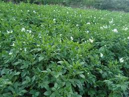 _Woman_health's tweet photo. #Invasivecervicalcancer - Chinese Herbal Medicine #QingDai https://t.co/TwVXHp91ec https://t.co/yjU1XI26zf