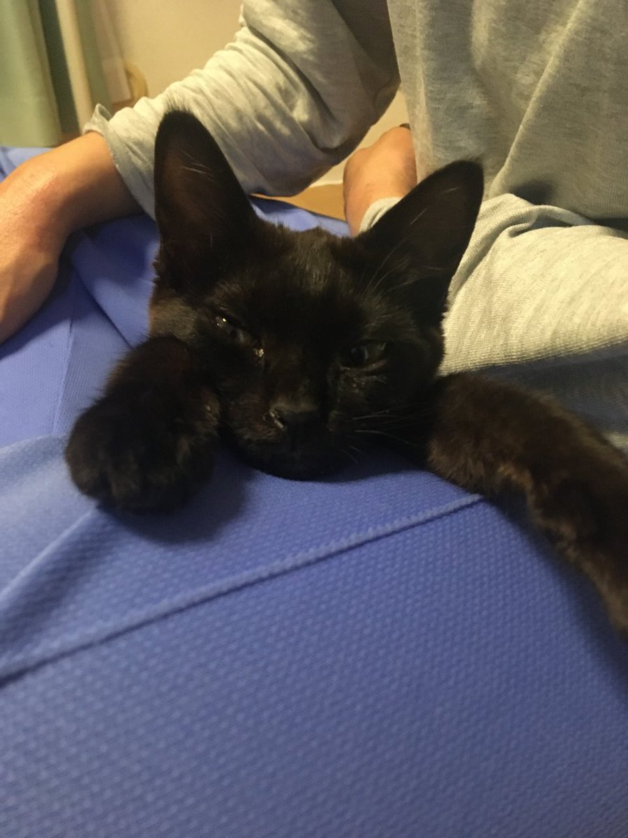 おはようございます

わたしの今朝の第一声
「あちゃぽんちゃのちゃんぽんあん💕💕💕」

このこ(あんこ)の名前の活用形ね。 https://t.co/rURu64i9ZO