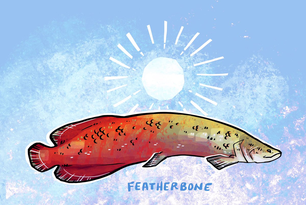 Featherboneart's tweet photo. Arapaima https://t.co/XD1rlODOJD
