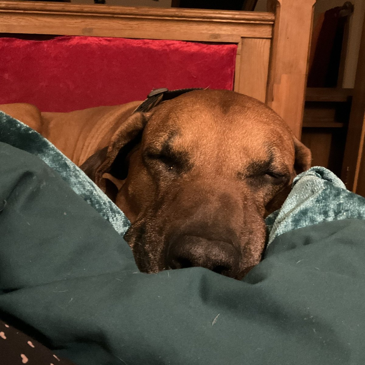 lorrainejberry's tweet photo. @Happydog___ Clearly not …. https://t.co/xsRAoHhVvx