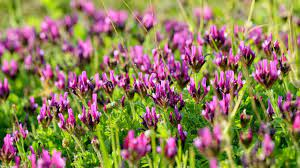 _Woman_health's tweet photo. #Invasivecervicalcancer - Herbal Medicine Astragalus extract https://t.co/qFaPrwIN0M https://t.co/93uaPpJKTI