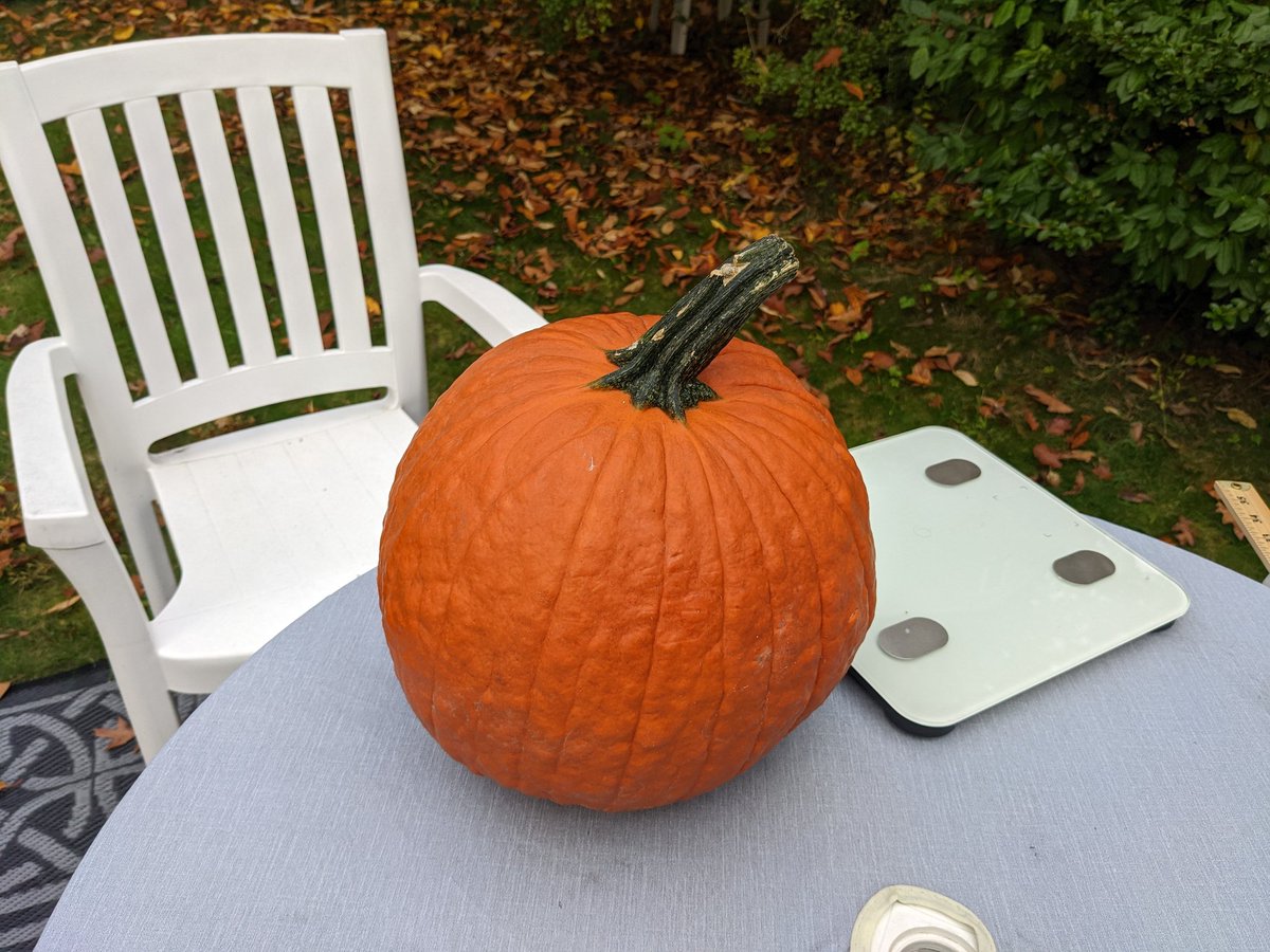 neene's tweet photo. Did you guess that there were 485 seeds inside this first pumpkin? #PumpkinDataProject from #WardTechCafe https://t.co/TJeeTpBx2c