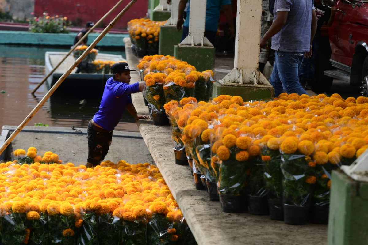🛶🏵️🏵️🏵️Esta temporada de #DíaDeMuertos, las familias productoras de la demarcación trasladan miles de flores de cempasúchil desde sus chinampas hacia los mercados de plantas y flores. ¡Visítalos y apoya la economía local! #GranPuebloBuenGobierno