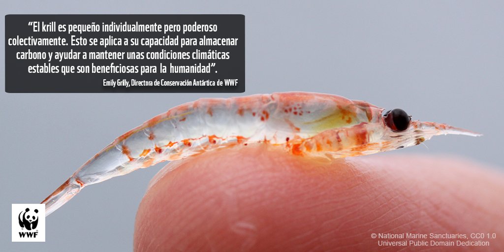 ¿Sabías que el krill almacena enormes cantidades de carbono?
Un nuevo informe de WWF, indica que el almacenamiento de carbono del Krill cubre cerca de US$15.2 mil millones por año. 
👉Conoce más aquí:  bit.ly/3gsR4UW