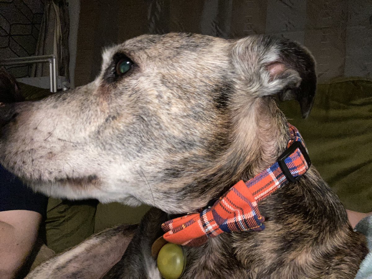 PorthosStaffy's tweet photo. #newcollar https://t.co/QnaUVXJYtT